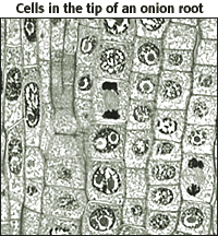 Welcome to the ultimate microscope quiz. mrmcivor